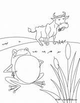 Coloring Ox Boeuf Dessin Frog Aesop Pages Frogs Colorier Grenouille Et Coloriage Wished Big La Fable Fontaine Illustration Fables Imprimer sketch template