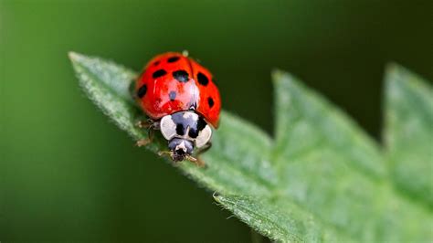 buy ladybugs real homes