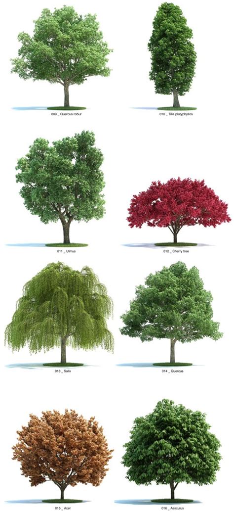 types  trees chart images