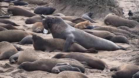 Sea Elephant Seal Mating At Ano Nuevo State Park Youtube