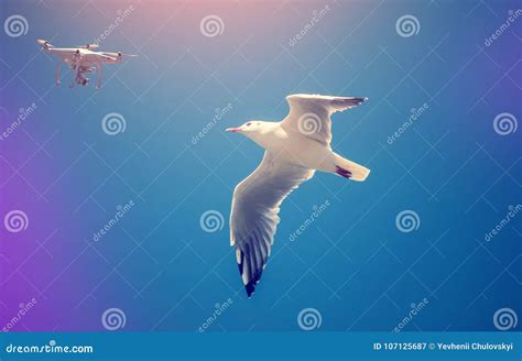 drone  bird   perfect blue sky stock image image  aeromodelist high
