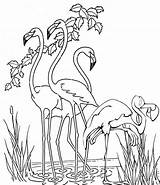 Coloring Spoonbill Roseate Habitat Flamingo Pages Kids Beautiful sketch template