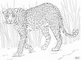 Leopard Coloring Clouded Printable Color Getdrawings sketch template