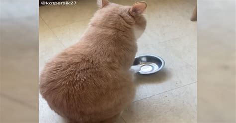 cat  hilarious reaction  empty food bowl  viral video