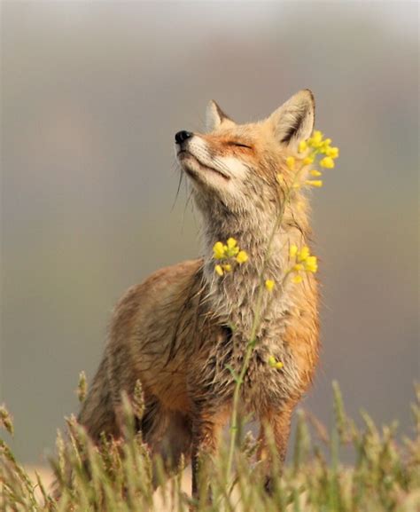 beautiful fox foxes photo  fanpop