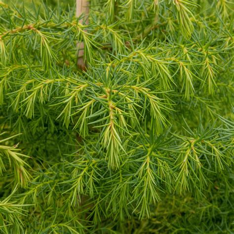 cryptomeria japonica elegans aurea japanese cedar mail order trees