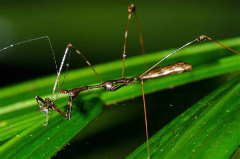 legged insects  insects   legs exist  examples
