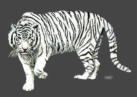white siberian tiger drawing  ben soedjono fine art america