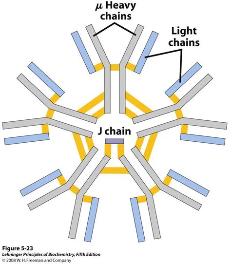 igm antibodies structure properties  functions microbe