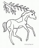 Horse Baby Coloring Pages Drawing Cute Getdrawings sketch template