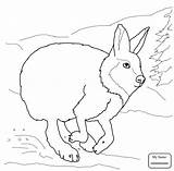 Coloring Hare Arctic Pages Rabbit Jack Running Sheets Drawing Animals Hares Printable Template Fox Color Getdrawings Sheet Getcolorings Habitat Preschoolers sketch template