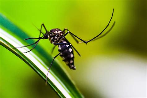 surprising mosquito facts   worlds deadliest animal