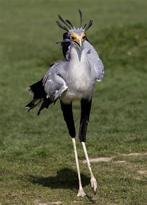 126 best birds shore birds long legs and beaks[herons ] images on