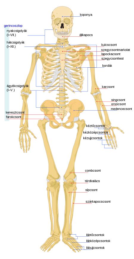 az emberi csontok listaja wikipedia human bones anatomy skeletal