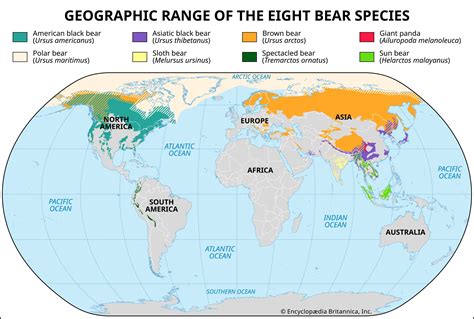 polar bear description habitat facts britannica