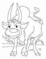 Ox Coloring Pages Jog Ready Musk Kids Template sketch template