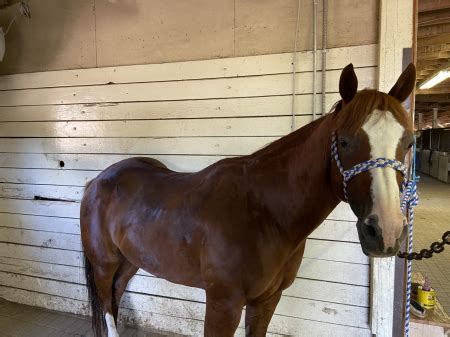 american quarter horse gelding  sale  michigan ozzy myhorseforsalecom equine classifieds