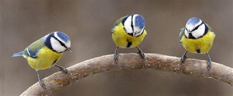 Three Blue Tits On A Branch Del Colaborador De Stocksy Marcel Stocksy