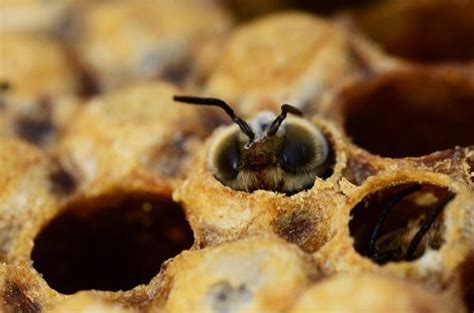 drone bee  beekeepers