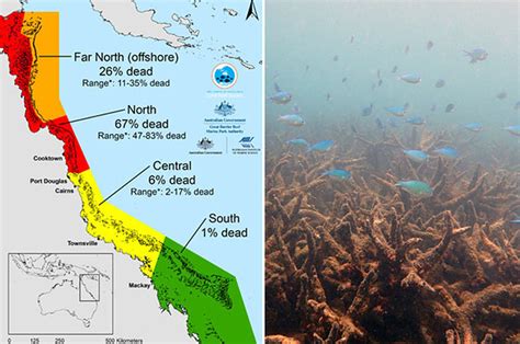 Scientists Confirm Great Barrier Reef Coral Die Off Is Worst On Record