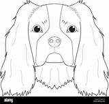 Charles King Cavalier Spaniel Coloring Dog Easy Vector Stock Alamy Illustration Isolated Cartoon Background Dogs sketch template