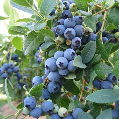 Buy Blueberry Mid Season Fruiting Or Vaccinium Bluecrop Blueberry