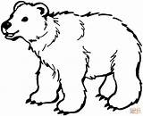 Osos Siluetas Oso Pardo Bear Coloring sketch template