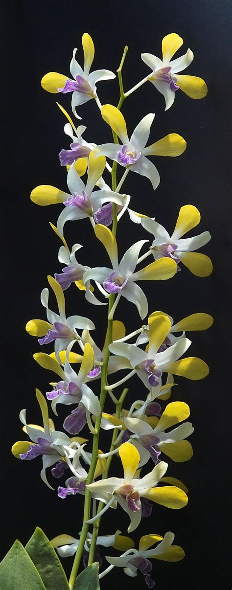 Dendrobium Unknown Name Unusual Flowers Beautiful