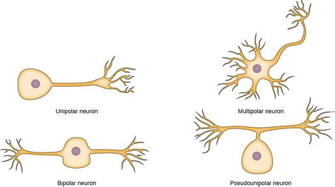 Neurons And Glial Cells Openstax Biology 2e