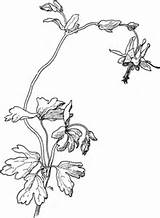 Aquilegia Columbine Drawing Coloring Truncata Red Flower Pages Getdrawings Printable Drawings sketch template