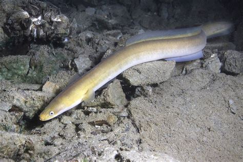 eel history   interesting facts