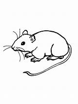 Ratos Ratinho Eles Variado Alimentar Hábito Bastante Considerados Onívoros sketch template
