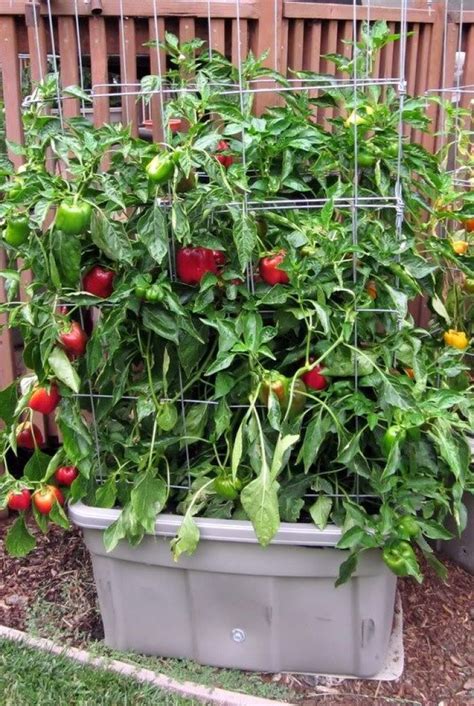 grow bell peppers   pot  desired home