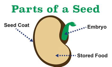 plant  seed