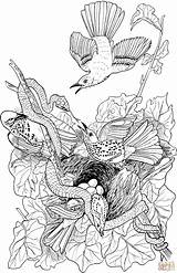 Thrasher Brown Coloring Pages Snake Nest Attacks Color sketch template