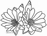 Montana Bitterroot State Drawing Coloring Clip Floral Emblem Flowers Colouring States Roots Use These Pages Getdrawings Phillip Martin United sketch template