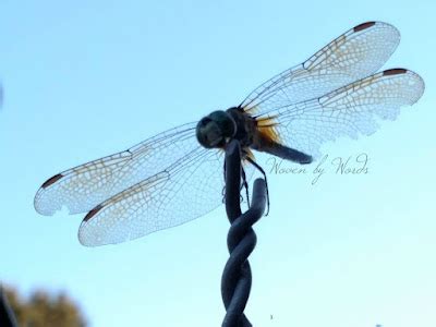 woven  words wordless wednesday dragonflies