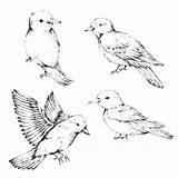 Vogel Skizze Kunstsammlung Weinleseart Handgezogener Schwarzweiss Gezeichneter Spatz Vektoren Oiseau Croquis sketch template