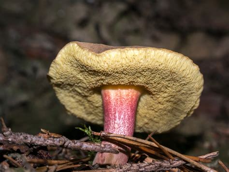 reishi mushroom  alikes identification guide