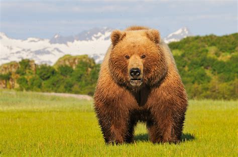 alaska wildlife photo  alaska brown bear photography  katmai