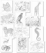 Malbuch Malvorlagen Ausmalbilder Tiere Dein sketch template