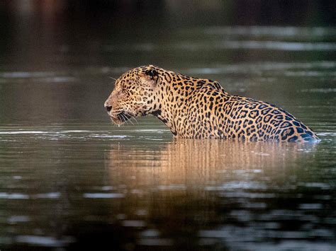 jaguare im wwf artenlexikon zahlen fakten