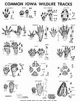 Iowa Paw Footprints Colouring Exploring Scavenger Ids Devilslakewisconsin sketch template