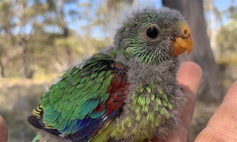 swift parrots remain   wild australian geographic