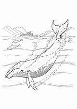 Whale Wal Humpback Baleia Ausmalbild Wale Ausmalen Zum Whales Desenho Pottwal Blauwal Bowhead Ballena Jorobada Colouring Orca Stampare Schule Vorschule sketch template