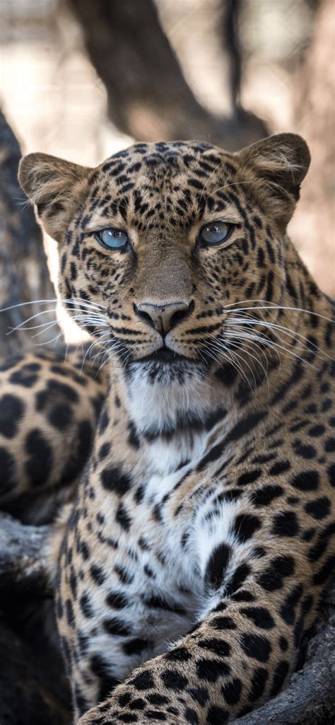 leopard wallpaper for iphone 11 pro max x 8 7 6