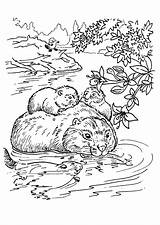 Beaver Coloring Pages Print Color Coloring2print sketch template