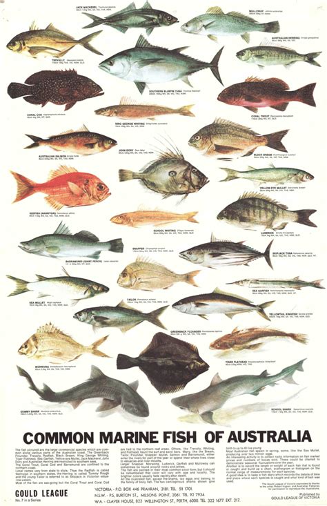 common marine fish  australia archive     series gould league