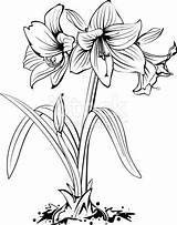 Amaryllis Flower Line Drawing Plant Sketch Vector Illustration Clipart Dessin Drawings Tattoo Istockphoto Bulb Flowers Flor Coloring Pages Blume Floral sketch template