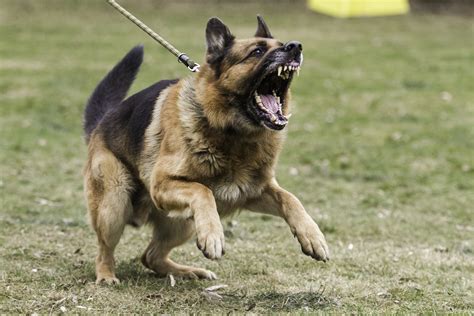 photo angry dog angry barking dog   jooinn